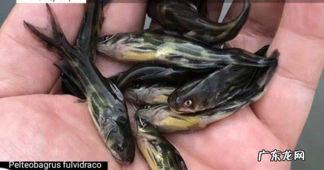 农村嘎子鱼能人工养殖吗？黄颡鱼人工养殖技术介绍