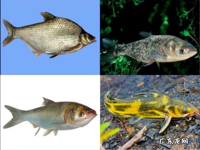 农村嘎子鱼能人工养殖吗？黄颡鱼人工养殖技术介绍
