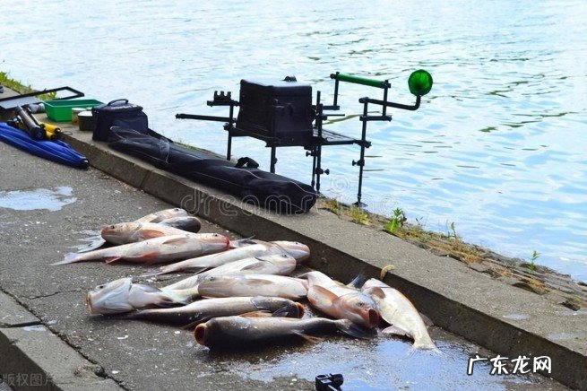3个步骤教会你快速钓鲢鳙 野外钓鲢鳙怎么调漂教学