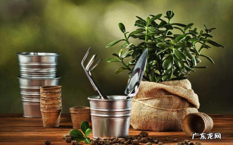 铜钱的风水作用 生肖铜钱风水讲究