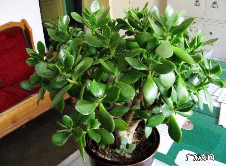 铜钱的风水作用 生肖铜钱风水讲究