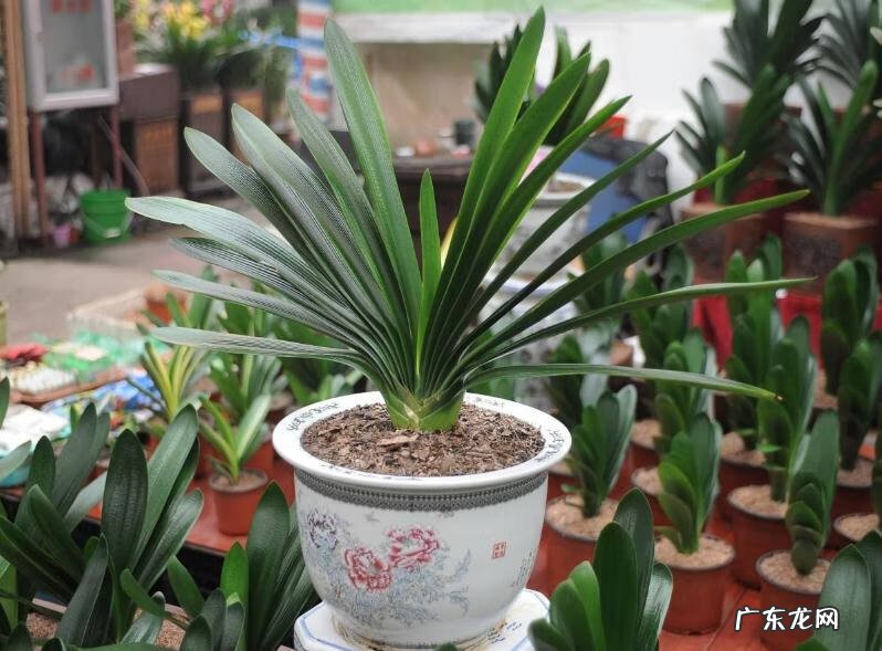 铜钱的风水作用 生肖铜钱风水讲究