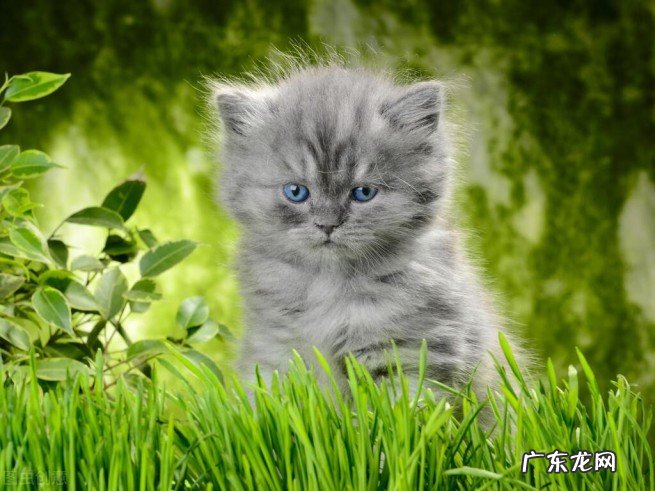 猫与人的年龄详尽对照表 宠物猫一年相当于人几岁智商
