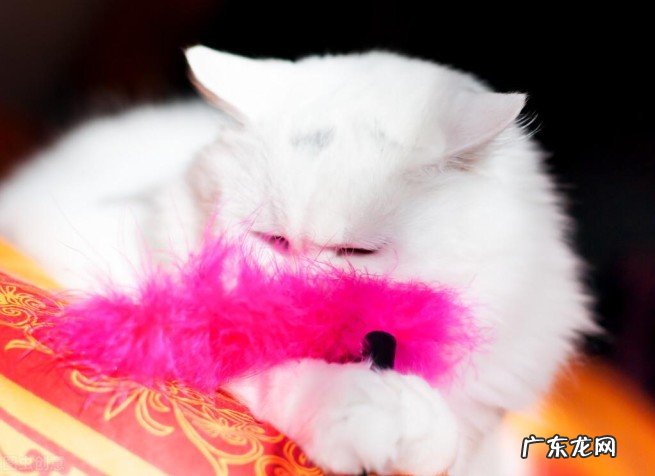 猫与人的年龄详尽对照表 宠物猫一年相当于人几岁智商