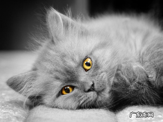 猫与人的年龄详尽对照表 宠物猫一年相当于人几岁智商