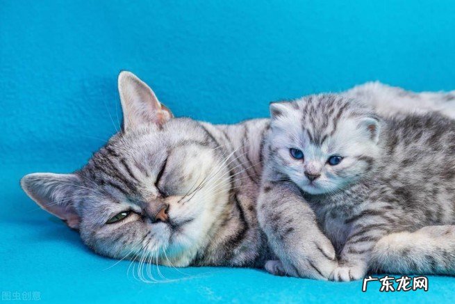 猫与人的年龄详尽对照表 宠物猫一年相当于人几岁智商
