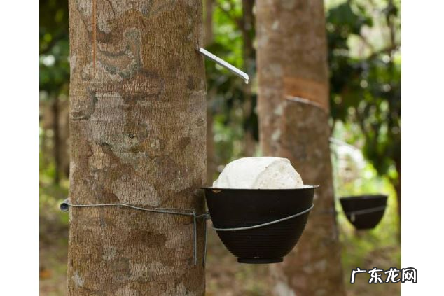 全球十大橡胶产国排行榜：泰国位列世界第一，中国仅第五