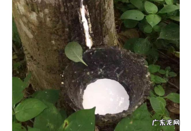 全球十大橡胶产国排行榜：泰国位列世界第一，中国仅第五