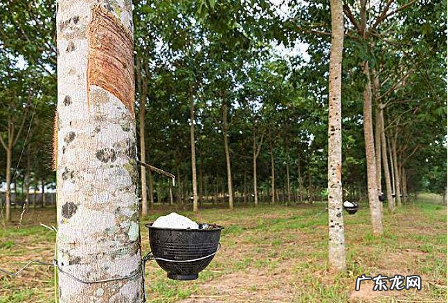 全球十大橡胶产国排行榜：泰国位列世界第一，中国仅第五