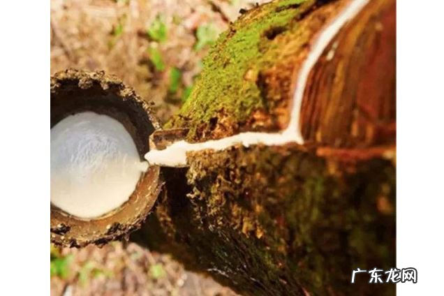 全球十大橡胶产国排行榜：泰国位列世界第一，中国仅第五