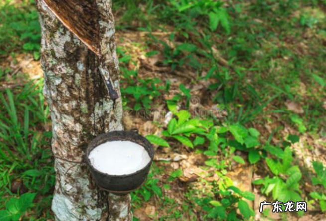全球十大橡胶产国排行榜：泰国位列世界第一，中国仅第五