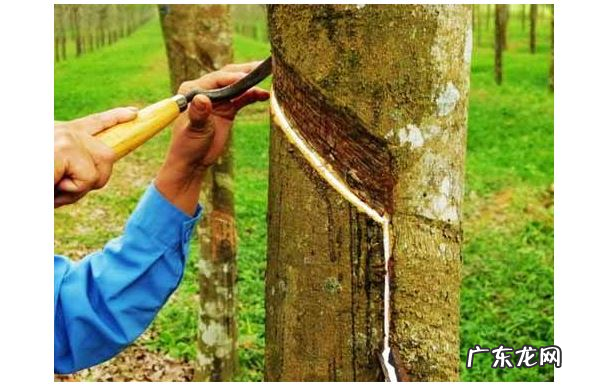 全球十大橡胶产国排行榜：泰国位列世界第一，中国仅第五