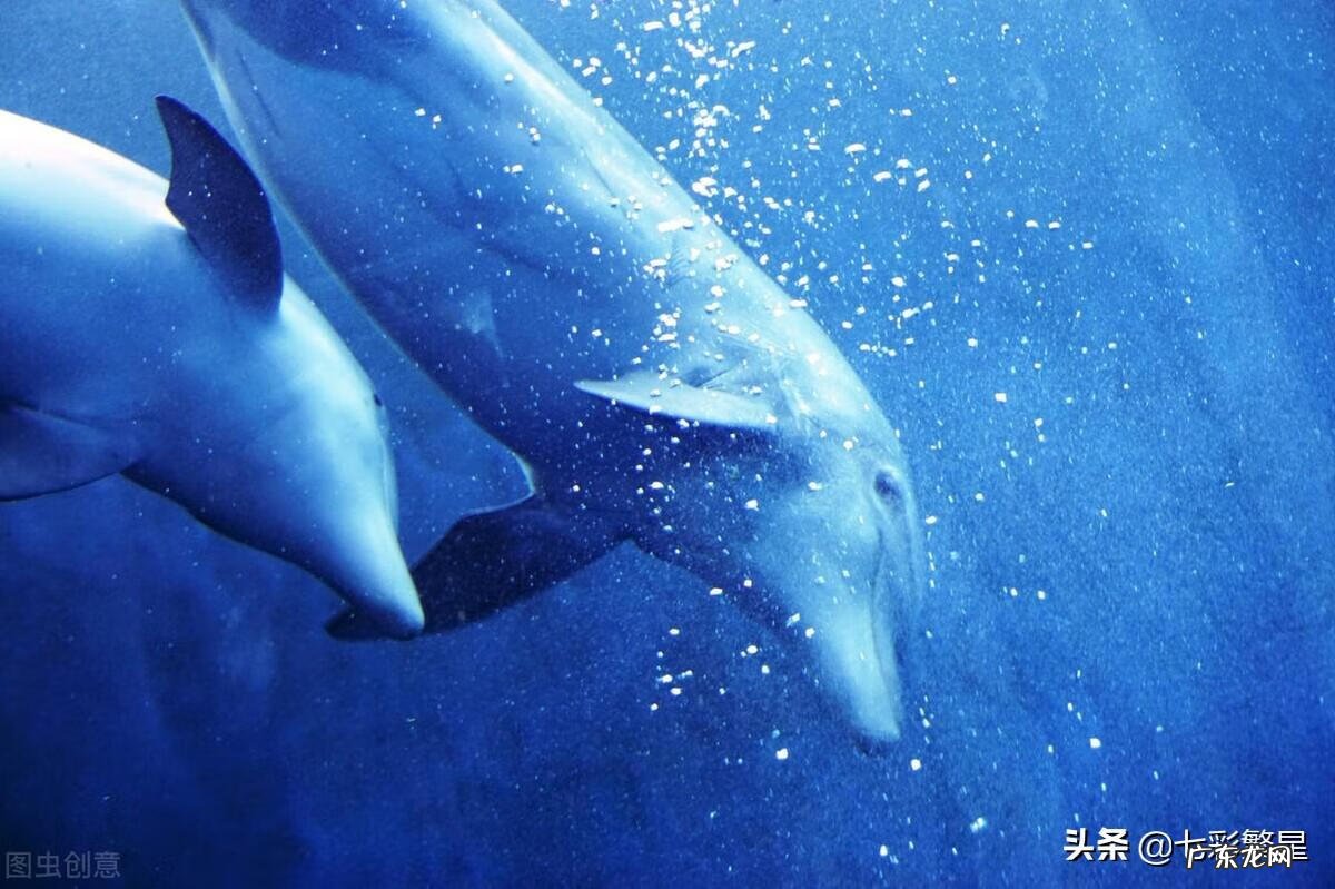 河豚种类介绍图 海豚图片