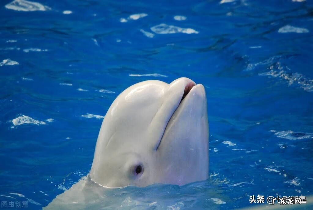 河豚种类介绍图 海豚图片