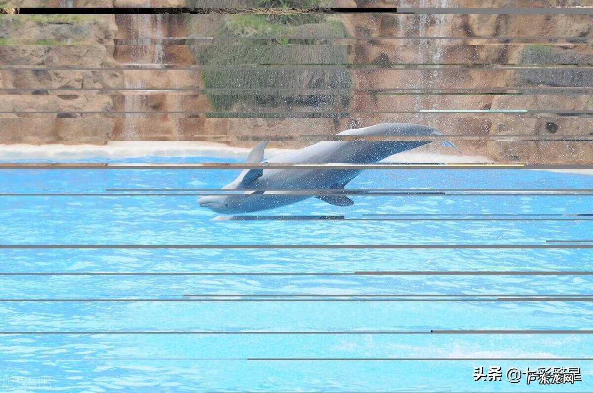 河豚种类介绍图 海豚图片