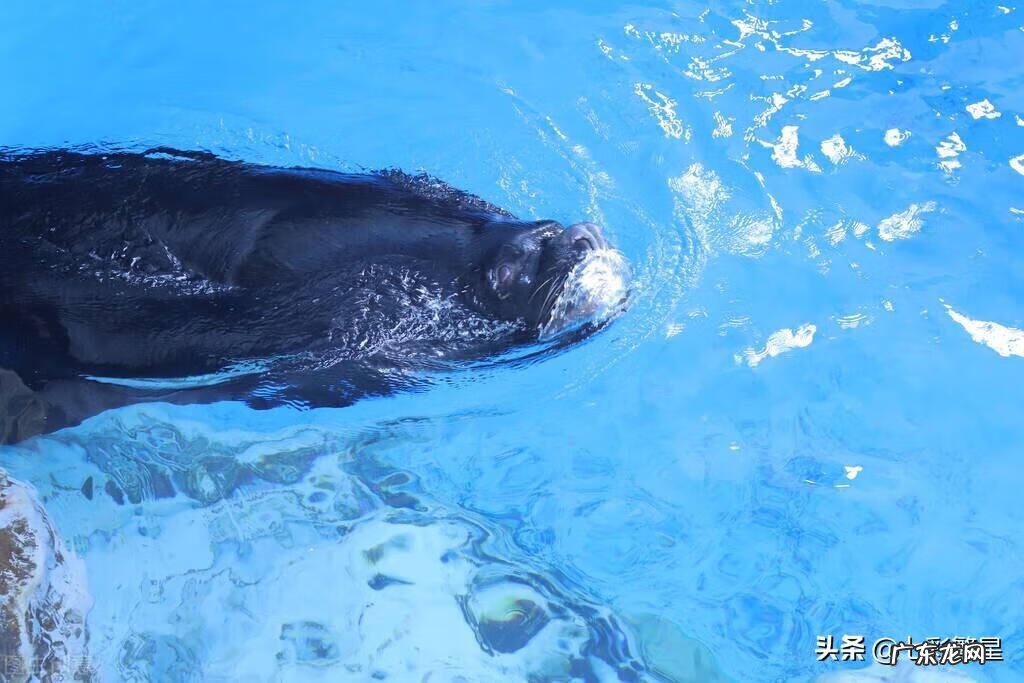 河豚种类介绍图 海豚图片