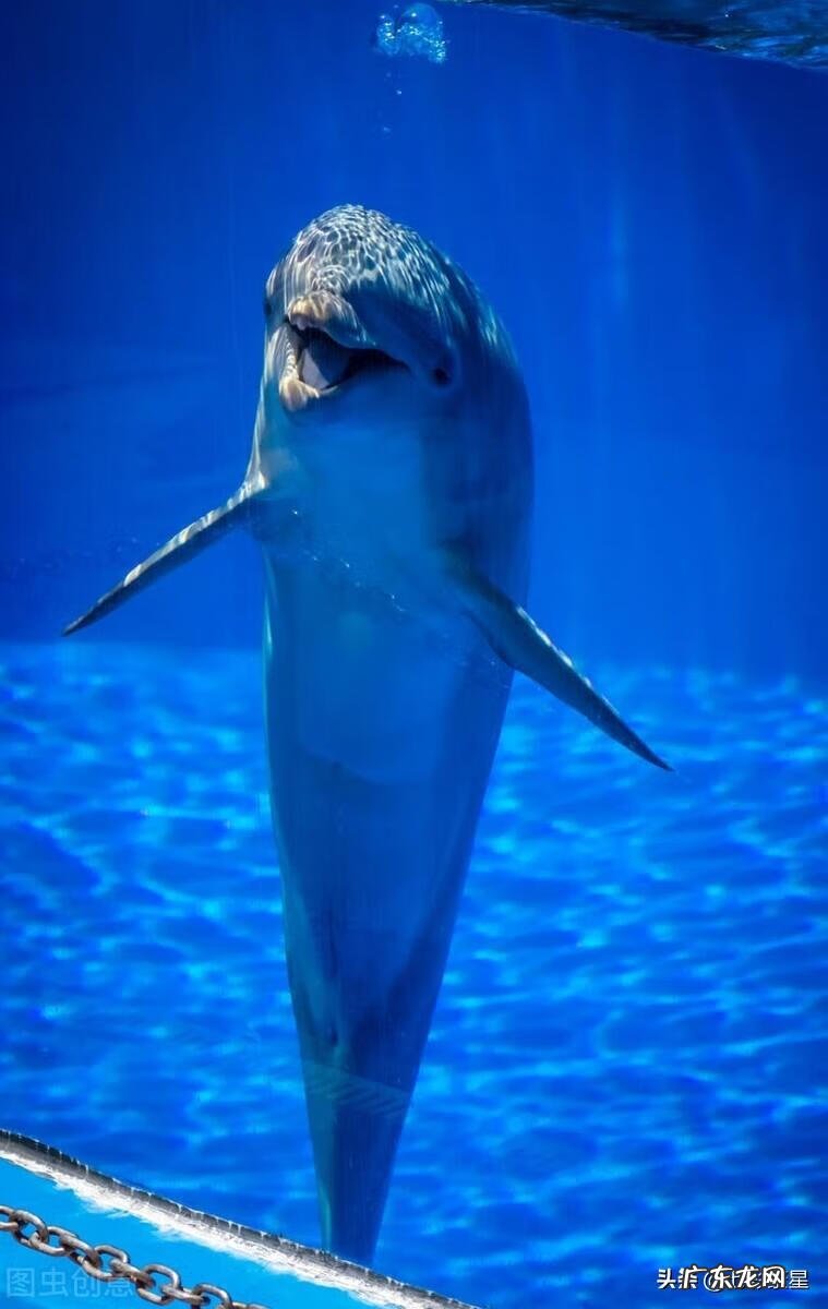 河豚种类介绍图 海豚图片