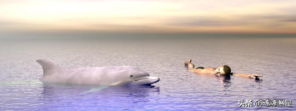 河豚种类介绍图 海豚图片