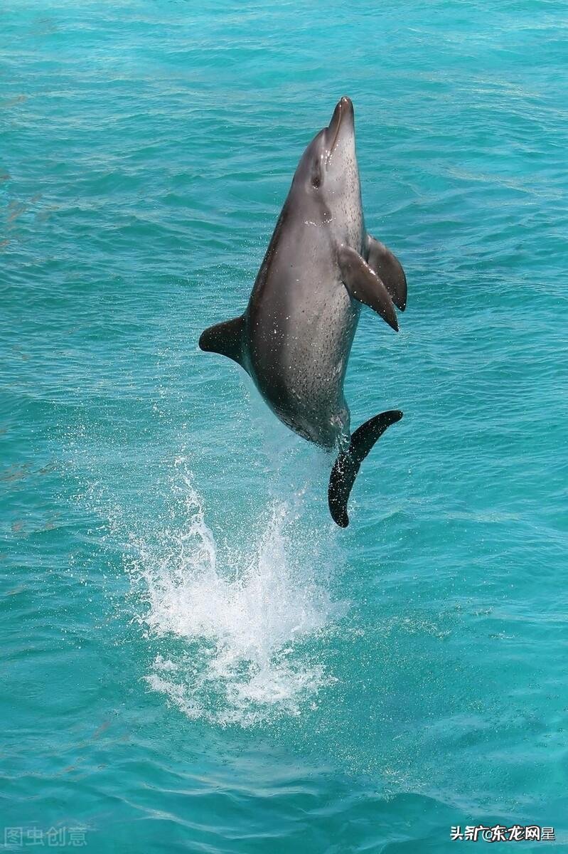 河豚种类介绍图 海豚图片