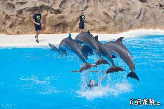 河豚种类介绍图 海豚图片