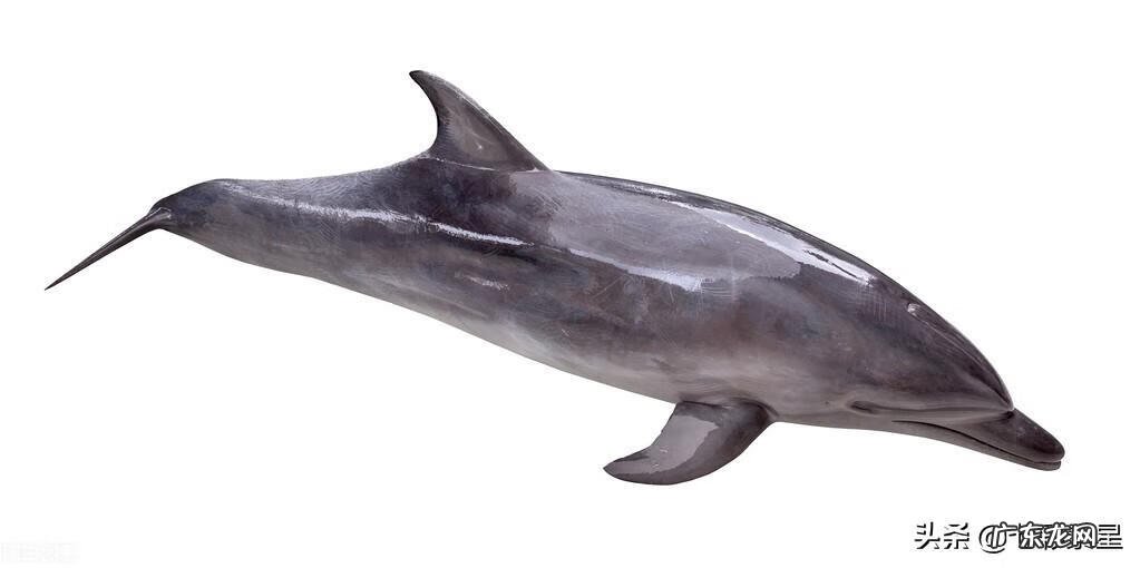 河豚种类介绍图 海豚图片