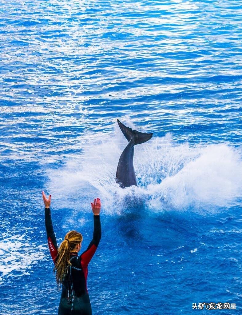 河豚种类介绍图 海豚图片