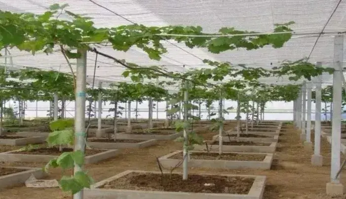 钟在客厅横梁下好吗 葡萄架横梁多少尺寸