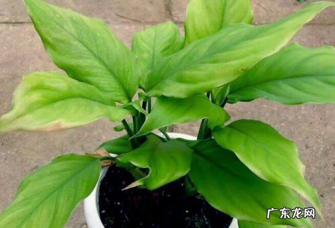 大叶万年青的风水作用 万年青的风水说法