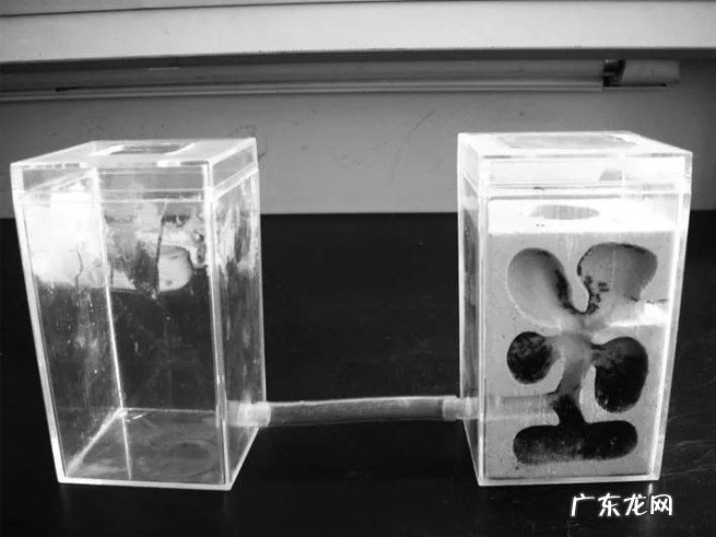 蚂蚁是二维生物吗?它眼中的人类是什么样子的?
