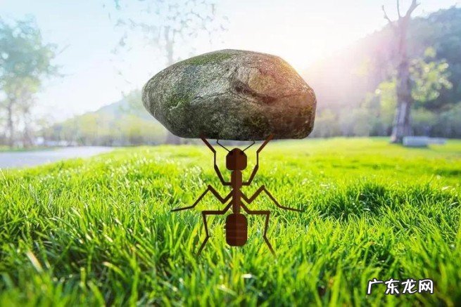蚂蚁是二维生物吗?它眼中的人类是什么样子的?