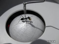 蚂蚁是二维生物吗？它眼中的人类是什么样子的？