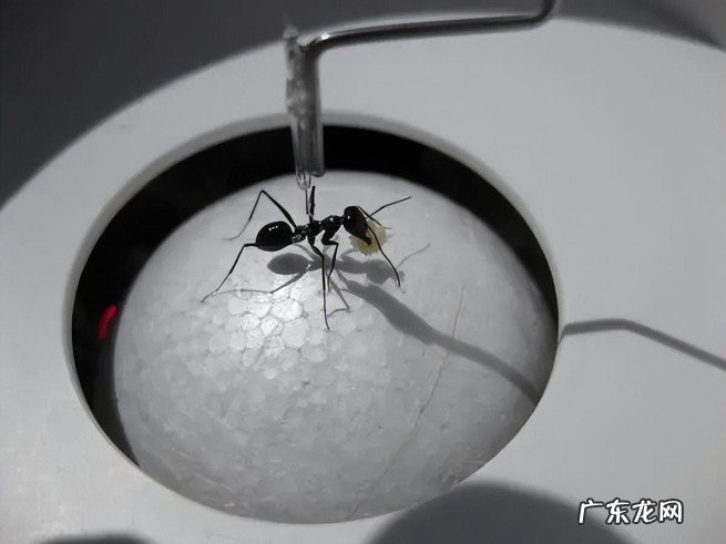 蚂蚁是二维生物吗?它眼中的人类是什么样子的?
