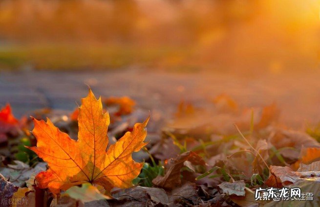 最经典的七首落叶诗词赏读 冬天赞美落叶的诗词有哪些