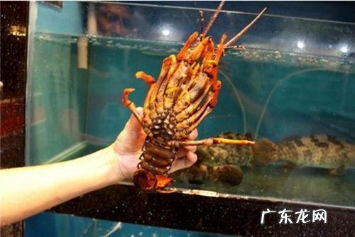 盘点波龙和澳龙哪个贵 波龙和澳龙的区别是什么