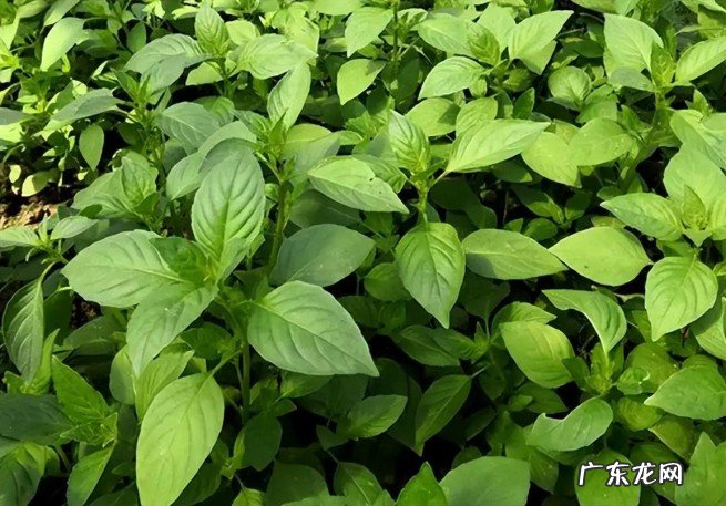 荆芥为什么只有河南人吃呢 河南农村人叫的荆芥是什么东西