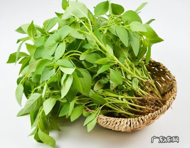 荆芥为什么只有河南人吃呢 河南农村人叫的荆芥是什么东西