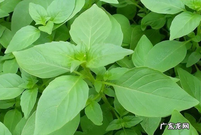 荆芥为什么只有河南人吃呢 河南农村人叫的荆芥是什么东西