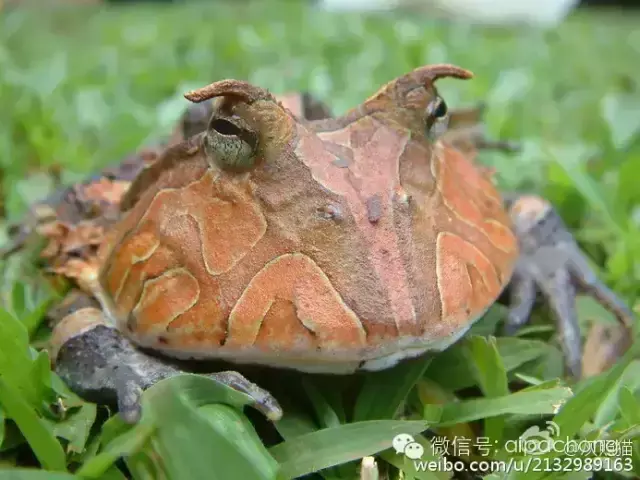 霸王角蛙哪里可以卖 霸王角蛙多少钱