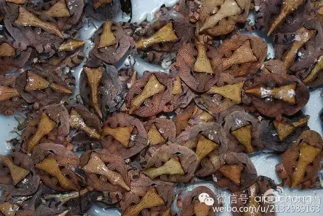 霸王角蛙哪里可以卖 霸王角蛙多少钱