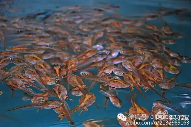 霸王角蛙哪里可以卖 霸王角蛙多少钱