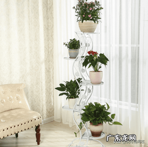 风水鱼为什么一黑一白 养黑白鱼风水