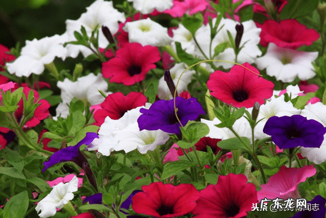 风水鱼为什么一黑一白 养黑白鱼风水