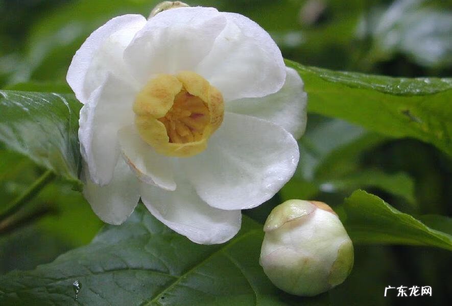 腊梅油的功效与作用 夏蜡梅属
