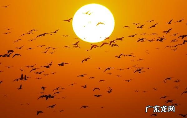 天津宠物市场哪个最全 天津宠物市场