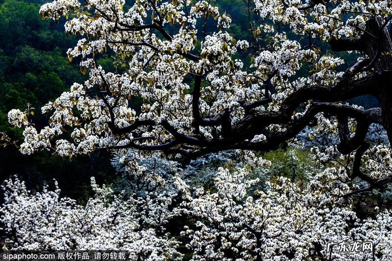 梨花样子颜色气味其他 梨花的样子 颜色 气味 形