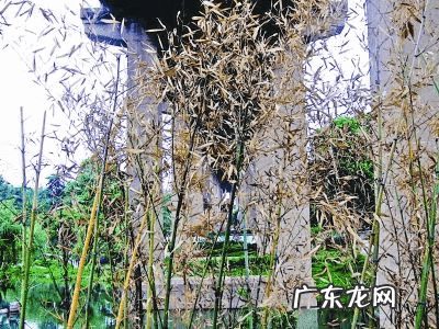 搬家时风水挂件要带走吗 植物能不能搬家带走