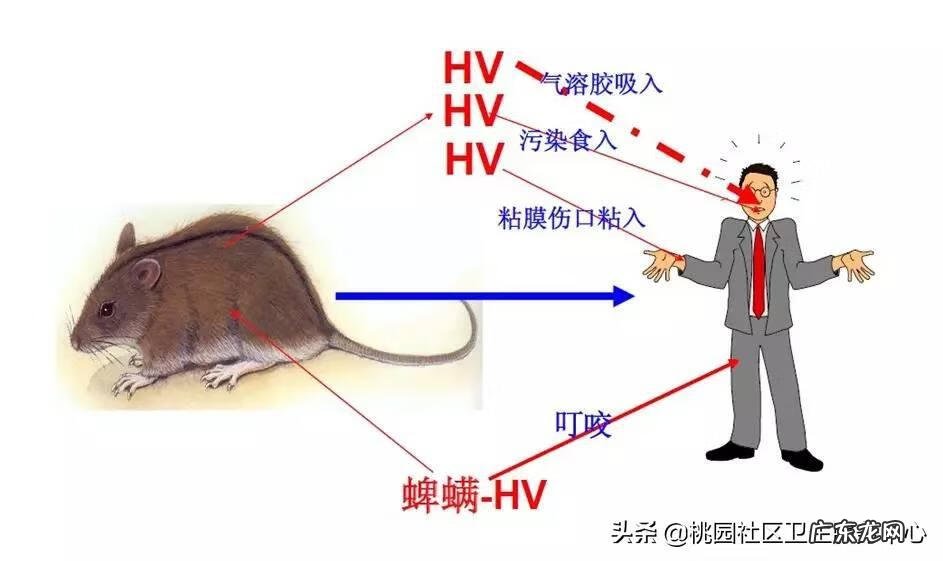 老鼠咬衣服风水是什么 鞋子上有老鼠尿怎么办