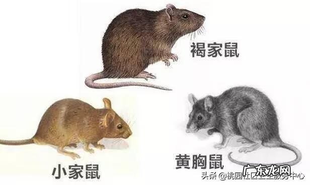 老鼠咬衣服风水是什么 鞋子上有老鼠尿怎么办