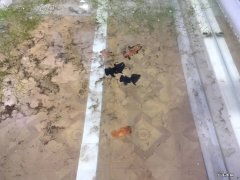 水妖精怎么用视频 水妖精怎么用的