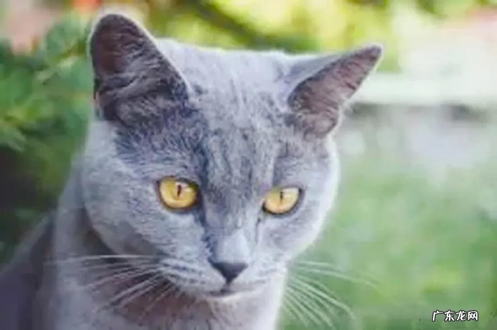 风水上对自来猫的说法 猫在风水上代表什么